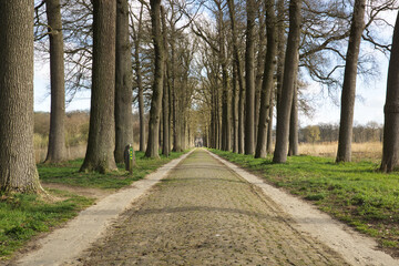 Fototapeta na wymiar Horizontal landscape of a country road with old trees on both sides leading to kasteel Heeswijk in winter on a sunny day. Natuurpoort Noord-Brabant Netherlands