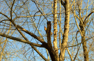 Squirrels live in trees