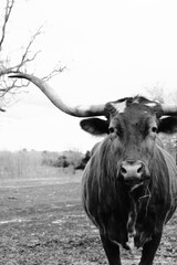 Texas longhorn cow portrait close up with minimal farm field background.