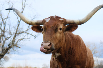 Texas longhorn cow portrait close up cleaning nose.