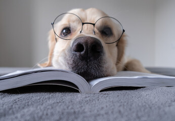 A large dog in round glasses is reading a book. The Golden Retriever is lying on the bed preparing...