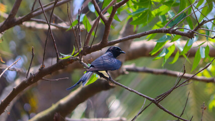 blackbird on a branch