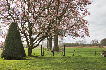 Horizontal landscape of a Magnolia Grandiflora, umbrella tree, shaped taxus baccata and a black...
