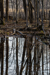 Reflections trees on calm swamp water in early spring. Selective focus, background blur and foreground blur
