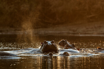 hippopotamus makes water spray with back lit during sunset  in a pool in Mana Pools National Park in Zimbabwe