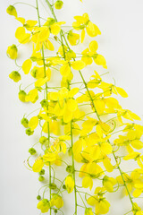 Golden shower or cassia fistula