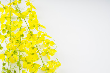 Golden shower or cassia fistula