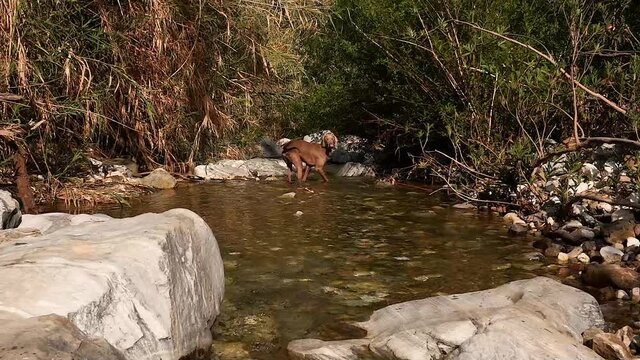 Weimaraner dog running up the creek in slow motion.