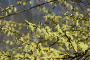 Salix Caprea branches