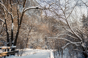 Road in the winter forest