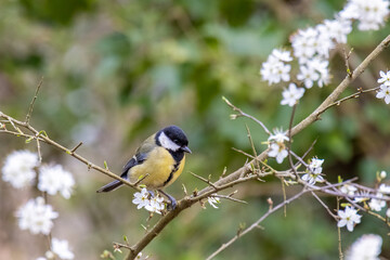 Great Tit perched on a branch