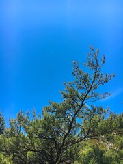 blue sky and pine tree