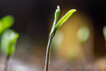 Close up of young Tomato (Solanum lycopersicum) seedlings growing indoors during early spring. Selective focus, background blur and foreground blur   
