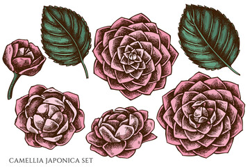 Vector set of hand drawn colored camellia japonica