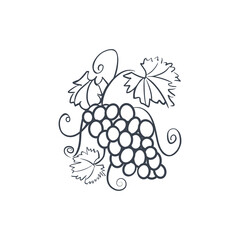 Grape logo. A vine with leaves. Bunches of grapes sketch