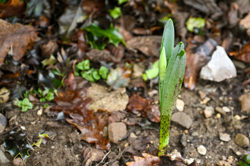 Bud of a daffodil flower growing in a garden border. Its botanical name is Narcissus. No people.