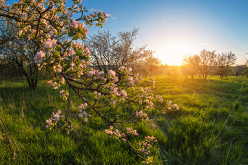 Blooming spring apple trees in the garden at sunset. Distortion perspective fisheye lens view.