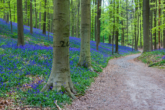 Hiking trail in the Hallerbos in Belgium during springtime with blooming wild hyacinth flowers