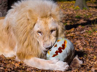 Foto auf Acrylglas A male white lion and a halloween pumpkin © belizar
