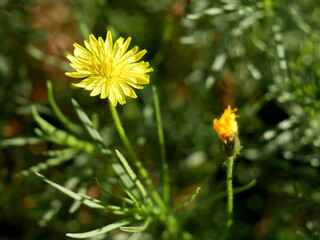 Joli pissenlit gorgeant ses pétales de soleil