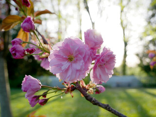 Bouquet de fleurs de cerisier baignées de soleil