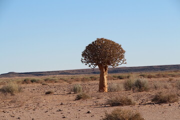 a isolated quiver tree in namibia