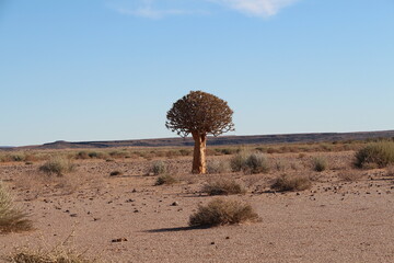 Fototapeta na wymiar a isolated quiver tree in namibia