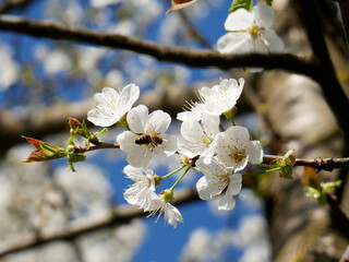 Pêcher en fleurs et abeille en pleine collecte : c'est le printemps !