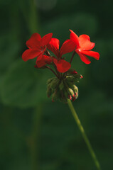 Red flowers with blurred background