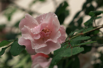 Wet rose close-up with blurred background