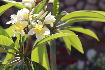 white orchid flower