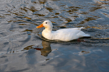 Female white mallard duck