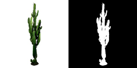 Front view of Plant ( Tall Cactus 2) Tree png with alpha channel to cutout made with 3D render 