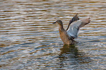 Female mallard duck spreading and flapping wings