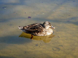 Canard femelle prenant le soleil - vue de profil.