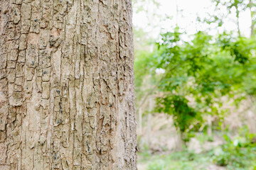 Obraz premium Teak Trees in Thailand precious hardwoods one of the last major areas of tropical forest in Asia 