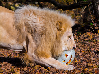 A male white lion and a halloween pumpkin