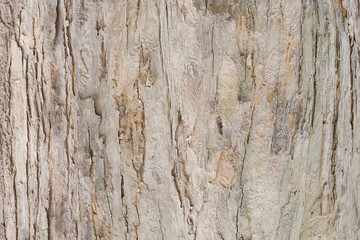 Old Teak tree bark very detailed texture background	