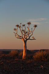 sunset with quiver tree in the foregound