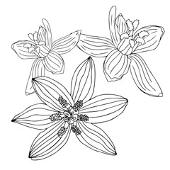 Flower black line contour for coloring book or page