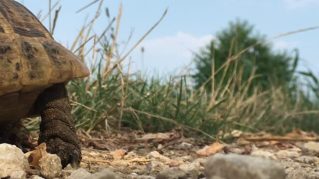 close up of Italian turtle, or hermann's tortoise, walking