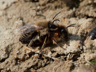 wild bees during mating ritual in summer