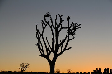 sunset with quiver tree in the foregound
