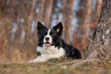 Black and White Border Collie Dog Lies Down in Autumn Forest. Cute Animal in the Woods.