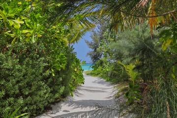 Sandy Path with Tropical Plants in Idyllic Maldives. Foliage in Paradise.