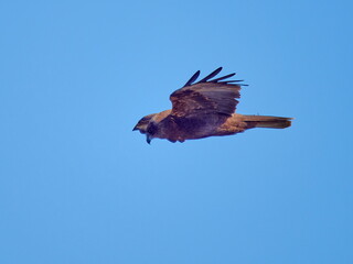 Western Marsh-harrier flying against the blue sky (Circus aeruginosus)