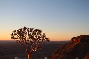 sunset with quiver tree in the foregound