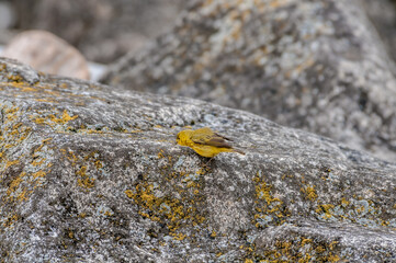 Yellow Warbler (Dendroica petechia) male at Chowiet Island, Semidi Islands, Alaska, USA