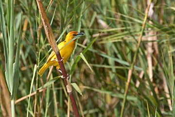 African Golden weaver ( Ploceus subaureus ). Nyerere National Park. Rufiji River. Tanzania. Africa.