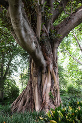 Ficus macrophylla, Australian banyan or Moreton Bay Fig in Royal National Park in Melbourne, Australia. Vertical image
